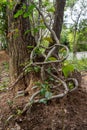 The trunk of the tree was covered with twisted vines on a large termite nest Royalty Free Stock Photo