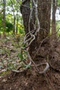 The trunk of the tree was covered with twisted vines on a large termite nest Royalty Free Stock Photo