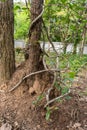 The trunk of the tree was covered with twisted vines on a large termite nest Royalty Free Stock Photo