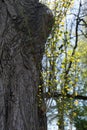 Trunk of a tree from which new branches grow with fresh young green leaves Royalty Free Stock Photo