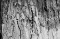 The trunk of a tree, whitewashed from below, close-up. Royalty Free Stock Photo