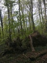 trunk trees forest green ground walk