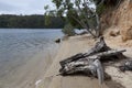 Trunk and trees at the Mallacoota Inlet