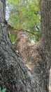 Trunk of very old tree with canopy, frog perspective