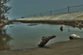 A trunk beside the water is near the levees.