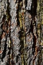 Trunk wood texture of coniferous tree called Bhutan Pine or Blue Pine, White Pine and Himalayan White Pine Royalty Free Stock Photo