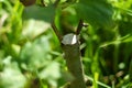 A trunk of a young apple tree. Branches of a young fruit apple tree in a garden. Live green cuttings at grafting apple