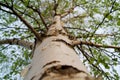 The trunk of a young birch tree in the spring