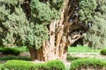 Trunk of Zoroastrian cypress tree of Abarkuh, Iran Royalty Free Stock Photo