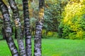 The trunks of the aspen tree against the background of the autumn forest, lit by the rays of the sun Royalty Free Stock Photo