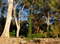 Trunks Of Australian Eucalyptus Trees At Noosa Heads National Park Queensland Australia Royalty Free Stock Photo