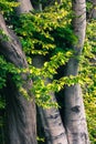 Trunks of beech