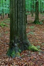 Trunk Beech trees branches Sonian woods forest, Brussels, Belgium Royalty Free Stock Photo