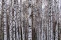 Trunks birch forest snow trees