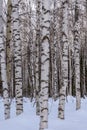 Trunks birch forest snow trees