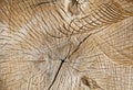 trunks birch sawn