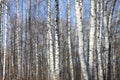 Trunks of birch trees against blue sky Royalty Free Stock Photo