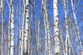 Trunks of birch trees against blue sky Royalty Free Stock Photo