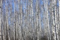 Trunks of birch trees against blue sky Royalty Free Stock Photo