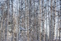 Trunks of birch trees