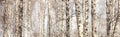 Trunks of birch trees, panorama with birches