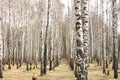 Trunks of birch trees. Birch grove in early spring. Royalty Free Stock Photo