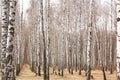 Trunks of birch trees. Birch grove in early spring. Royalty Free Stock Photo