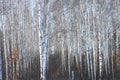 Trunks of birch trees in birch-wood Royalty Free Stock Photo