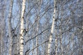 Trunks of birch trees in birch-wood Royalty Free Stock Photo