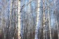 Trunks of birch trees in birch-wood Royalty Free Stock Photo
