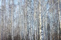 Trunks of birch trees in birch-wood Royalty Free Stock Photo