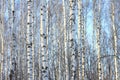 Trunks of birch trees in birch-wood Royalty Free Stock Photo