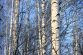Trunks of birch trees in birch-wood Royalty Free Stock Photo
