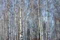 Trunks of birch trees in birch-wood Royalty Free Stock Photo