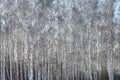 Trunks of birch trees in birch-wood Royalty Free Stock Photo