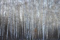 Trunks of birch trees in birch-wood Royalty Free Stock Photo
