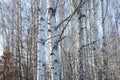 Trunks of birch trees in birch-wood Royalty Free Stock Photo