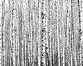 Trunks of birch trees black and white Royalty Free Stock Photo