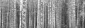 Black and white panorama with birches in retro style.