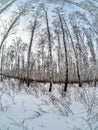 Trunks of birch trees without leaves against the background of a winter sky Royalty Free Stock Photo