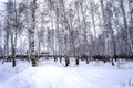 Trunks of birch trees without leaves against the background of a winter sky Royalty Free Stock Photo