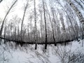 Trunks of birch trees without leaves against the background of a winter sky Royalty Free Stock Photo