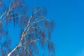 Trunks of birches without leaves against the blue sky. Royalty Free Stock Photo