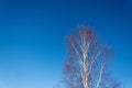 Trunks of birches without leaves against the blue sky. Royalty Free Stock Photo