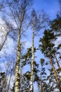 Trunks of birches and pines in a forest park in a sunny winter frosty day against the blue sky. Russia Royalty Free Stock Photo