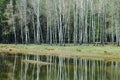 Trunks of birches are reflected in the water of a forest lake