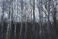 Trunks and branches of leafless birch trees. Winter forest Royalty Free Stock Photo