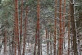 Trunks and branches of the pines in forest during snowfall Royalty Free Stock Photo