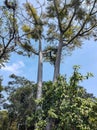 Trunks and branches of Schizolobium parahyba trees with blue sky in the background. Royalty Free Stock Photo