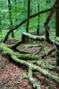 Trunks branches trees moss Sonian forest, Brussels, Belgium Royalty Free Stock Photo